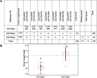 Discovery and Validation of Grain Shape Loci in U.S. Rice Germplasm Through Haplotype Characterization